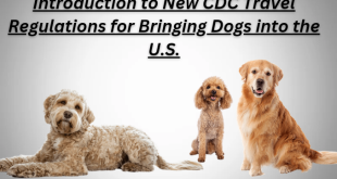 Introduction to New CDC Travel Regulations for Bringing Dogs into the U.S.