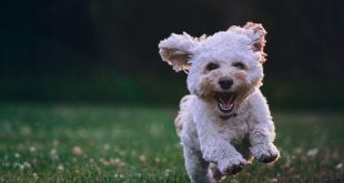 How Dog Training Complements Dog Daycare for a Happier Pup?